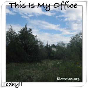 This is my office today_bloomee